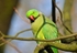 Ring-necked Parakeet