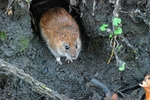 Brown Rat