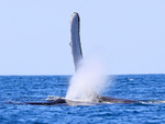 Humpback Whale fin and spout, Drake Bay, Costa Rica