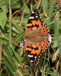 Painted Lady showing upper wings, Seven Barrows BBOWT Reserve