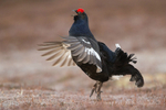 Lekking black grouse