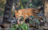 Dhole