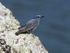 Blue Rock Thrush