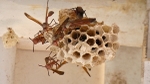 Social Wasp - SA