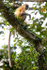 Capped Langur