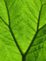 Leaf Pattern