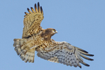 Short toed Snake Eagle.
