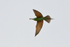 Blue-cheeked Bee-Eater