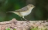 Chiffchaff