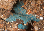 Hymedesmia paupertas