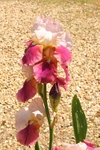 Iris 1081