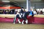 SBM_15909