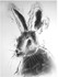 "hare study"