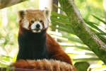 Red Panda