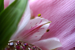 Flowers Set 08 - 46
