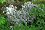 A bunch of mushrooms