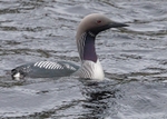 Black-throated Diver
