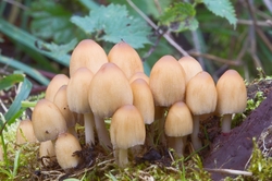 Glistening Ink Cap - Coprinellus micaceus