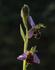 Bee Orchid