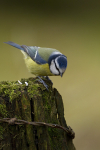 BLUE TIT REF BT 3