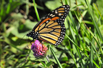 Monarch & Red Clover
