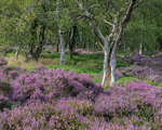 Heather, Stanton Moor (1)