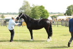 SBM_02250