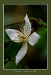 Clematis tangutica 'Anita'