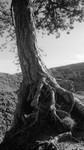 Dry Roots