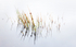 Marram Reflection