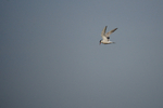 Common Tern - Freiston Shores