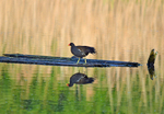 Moorhen