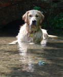Golden Retrievers portfolio