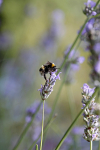 Insect_ 039