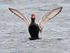 Red-crested Pochard (male) flapping its wings at Farmoor
