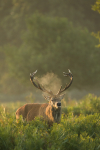 Red Deer