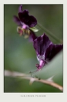 Geranium phaeum 2