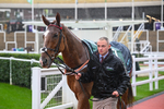 141125-Race 1-Bective Abbey-8743
