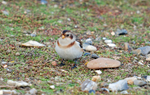 Snow Bunting