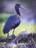 glossy ibis 3