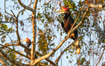 Kinabatangan river