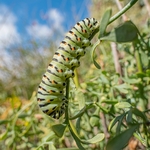 Larva of Common swallowtail (Papilio machaon)