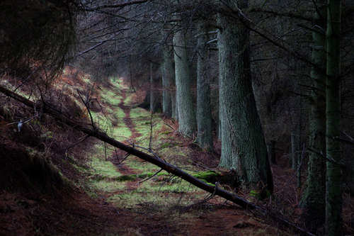 A cold wet Sunday afternoon on the edge of the Tholt-y-Will Glen.