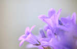 Campanula Flower
