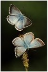 A Couple of Chalk-hill Blues