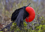 Magnificent Frigatebird 3