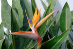 Bird of Paradise Flower