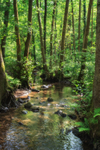 Summer Stream