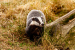 badger Meles meles-6106