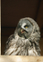 Great grey owl